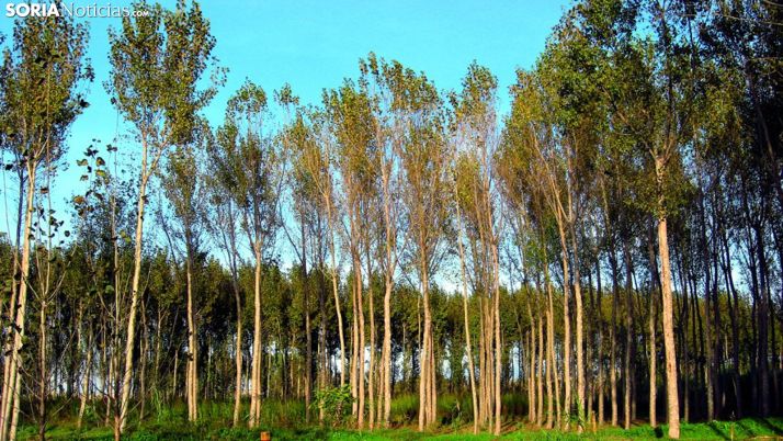 Una imagen de una chopera. /SN