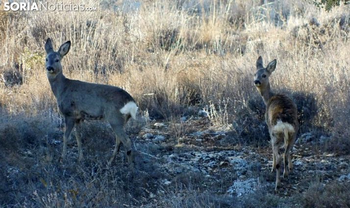 El TSJ rechaza, de nuevo, que la Junta desista en su recurso contra la suspensión cautelar de la caza