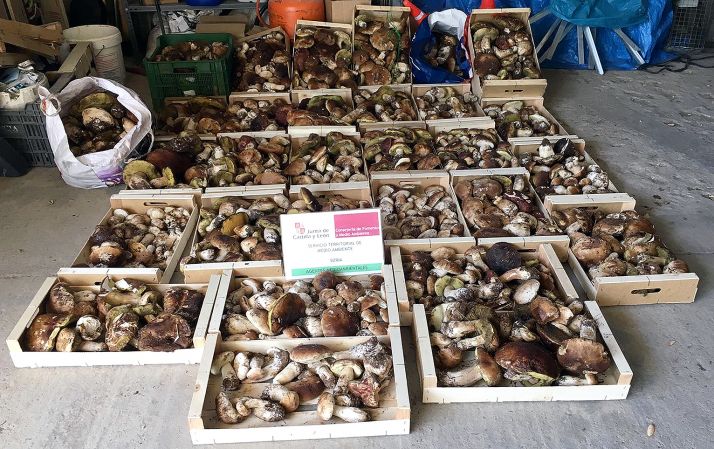 Decomiso de boletus realizado el martes en la zona de Almarza. /Jta.