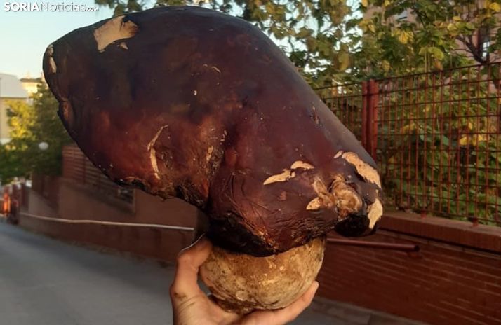 El ejemplar fotografiado este domingo. /SN