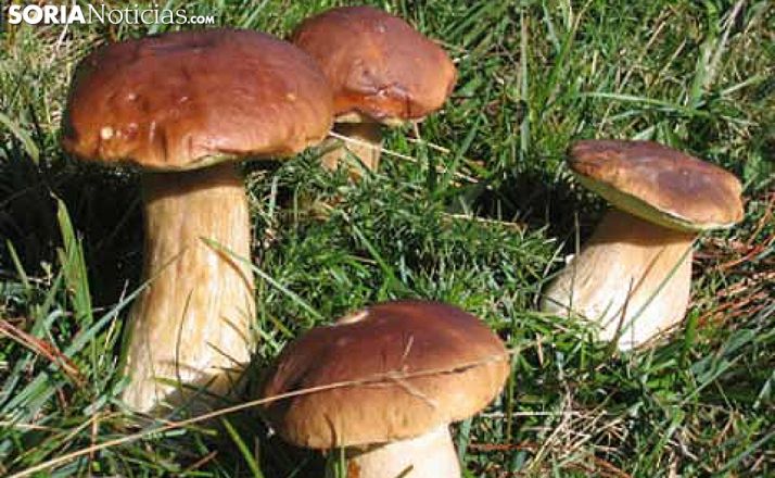 Jornada en busca del consenso en el sector micológico