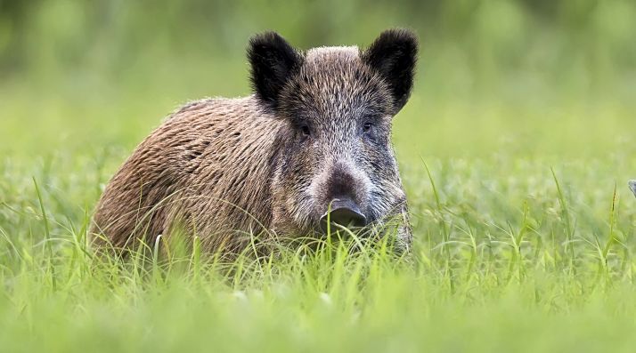 El programa de Vigilancia Sanitaria en Fauna Silvestre en CyL duplica el número de muestras que exige el Programa Nacional