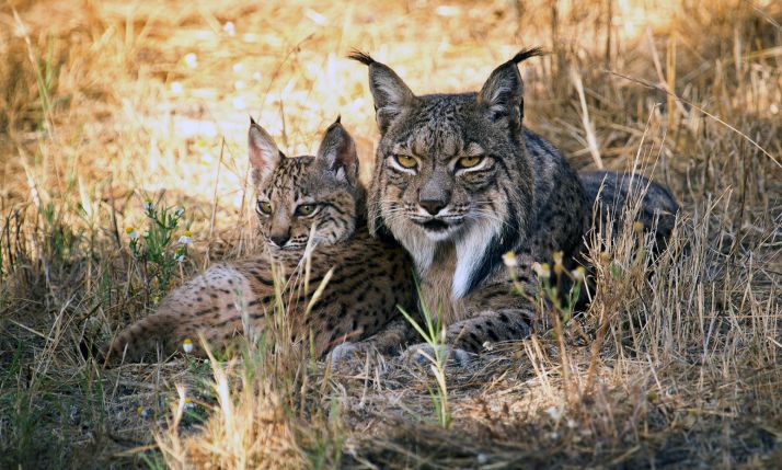 La reintroducción del lince ibérico beneficia a todo el ecosistema