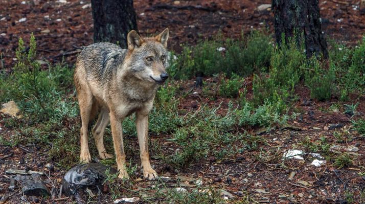 Se autorizan los cupos de caza del lobo al Norte del Duero
