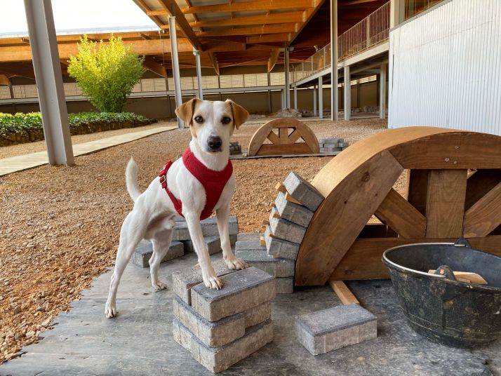 Pipper, el perro ‘influencer’, visita la villa romana La Dehesa, en Cuevas de Soria