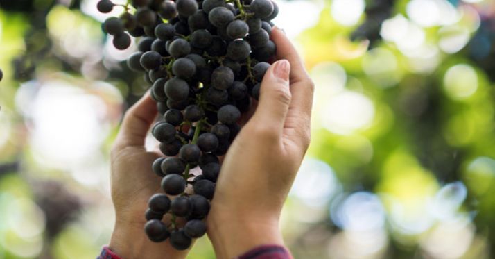 Ribera del Duero cierra una vendimia histórica con 96 millones de kilos