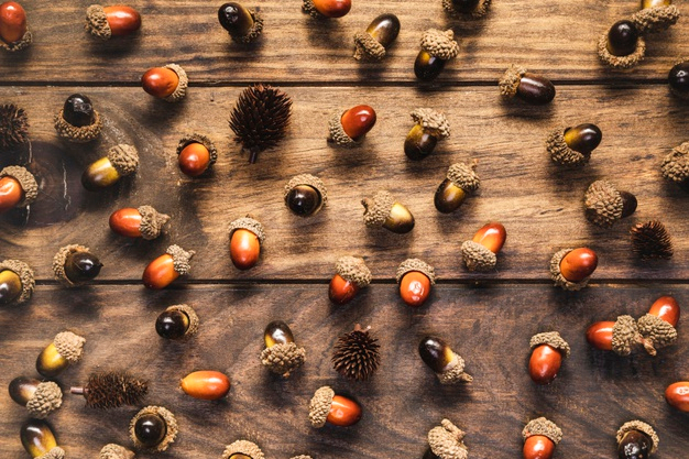 Soria acepta el reto y se une a la Gran Bellotada Ibérica 