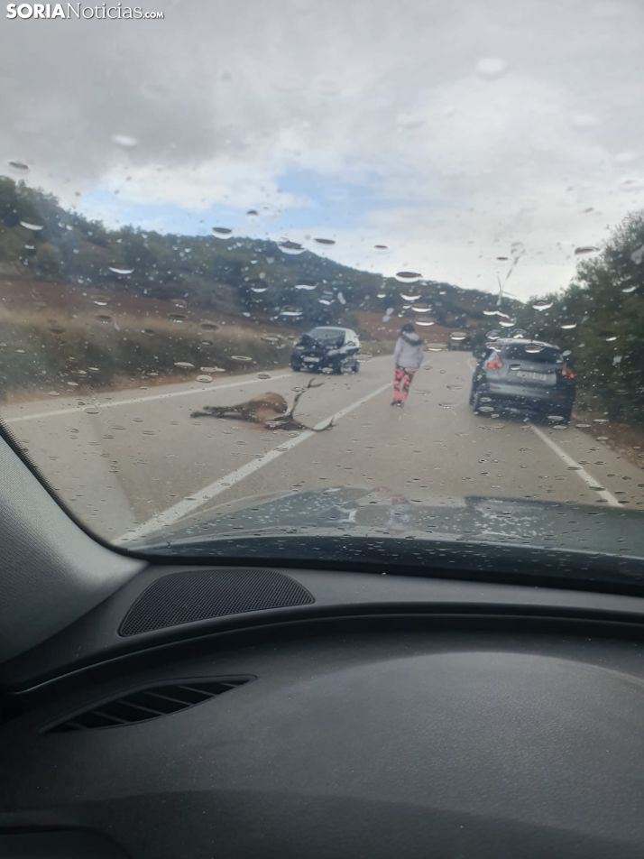 Atropello de un ciervo entre Alentisque y Valtueña