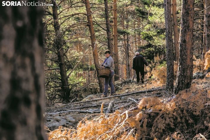 Micología: ¿matando a la gallina de los huevos de oro?