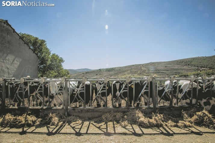 Problemas en el horizonte para la mantequilla de Soria