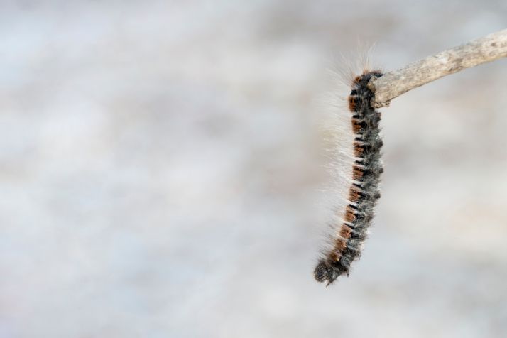 Serbiam. Este es el momento de actuar de forma eficaz contra la procesionaria