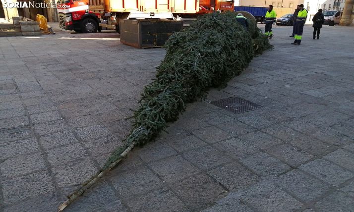 Una imagen del árbol recién llegado a la plaza Mayor. /SN