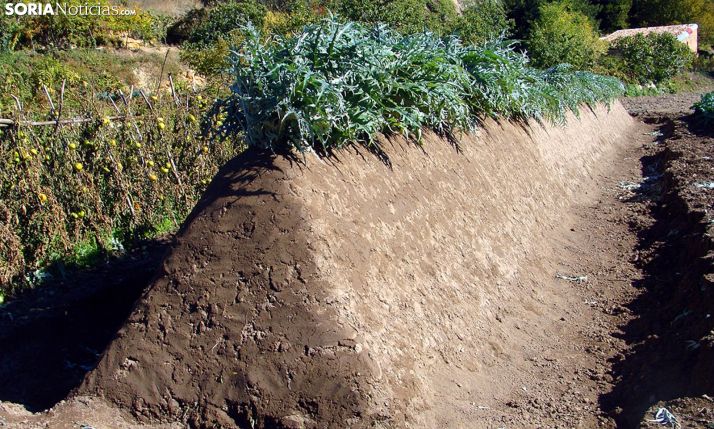 Un laborioso cantero de cardo rojo de Ágreda en una huerta de la localidad. /SN
