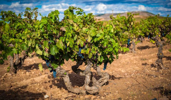 Un viñedo de la DO Ribera del Duero. 