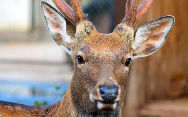 Dos personas, heridas tras ser embestidas por un ciervo en Zamora