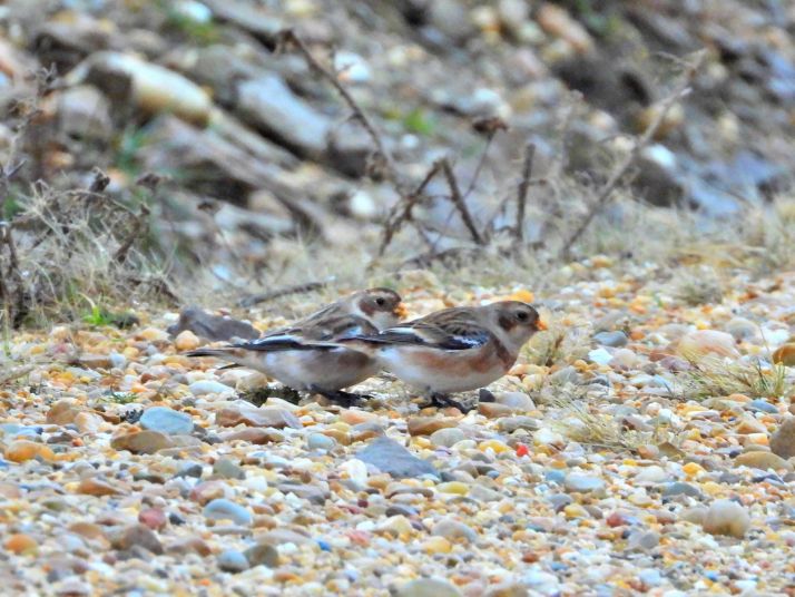 Una rara avis. El Escribano nival sobrevuela los cielos de la provincia de Soria