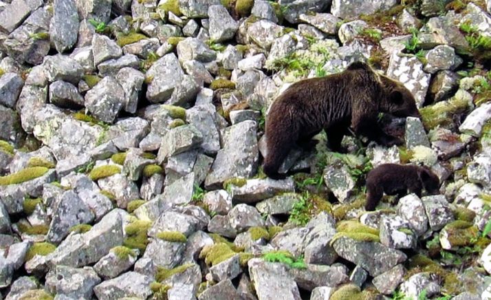 Una osa con su cría en la Cordillera Cantábrica. 