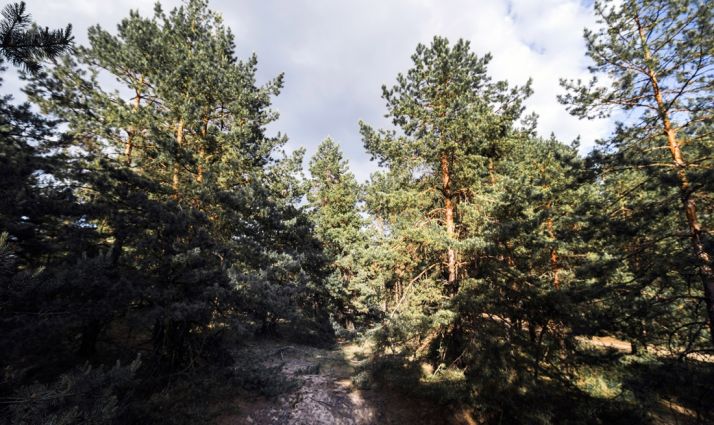 Un investigador soriano encabeza un estudio sobre la influencia del cambio climático en los pinares