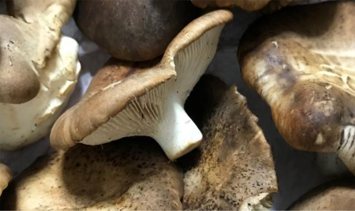 Ejemplares de seta de cardo. 