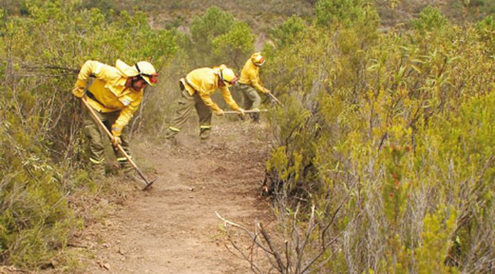 Empleados de Tragsa realizando labores de desbroce. 