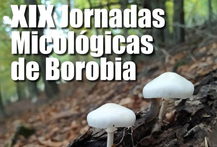 Borobia celebra este puente sus Jornadas Micológicas