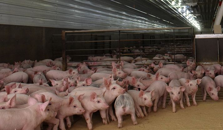 Luz verde a explotaciones porcinas en Atauta y en Ágreda