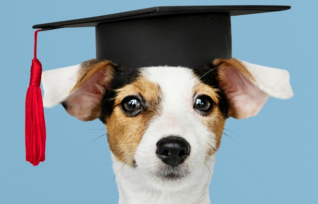 Curso de educación canina en Soria