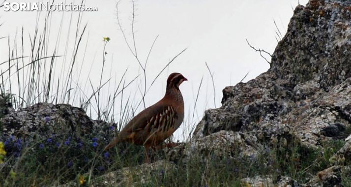 Una perdiz roja en un monte de la provincia. /SN