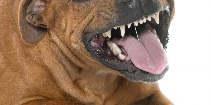 La Audiencia de Salamanca condena al dueño de cuatro perros que mataron a un vecino