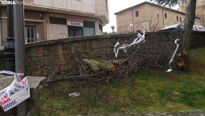 Un arbol desgajado en la Calle Caballeros, en la capital. /SN