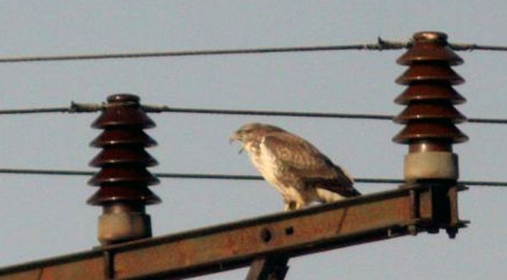 Una rapaz en un poste eléctrico