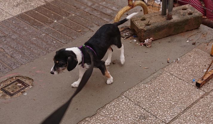 Se regala perrita de cinco meses