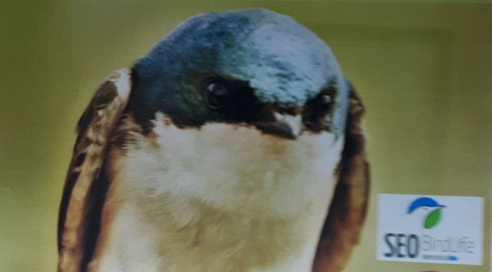 El estrés en los pájaros y en los humanos, este viernes en el Casino