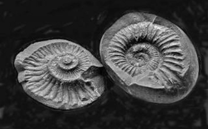 Este jueves, conferencia sobre fósiles en el Casino