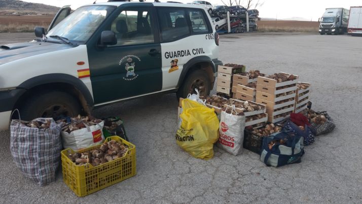 7,5 toneladas de setas decomisadas y 193 denuncias, balance de la Operación Espora