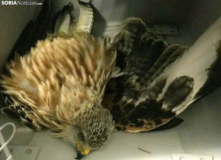 La rapaz tras haber sido recogida. /SN