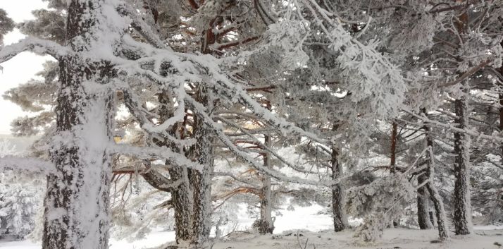 Pinos con cencellada esta mañana en Urbión. /Agustín Sandoval