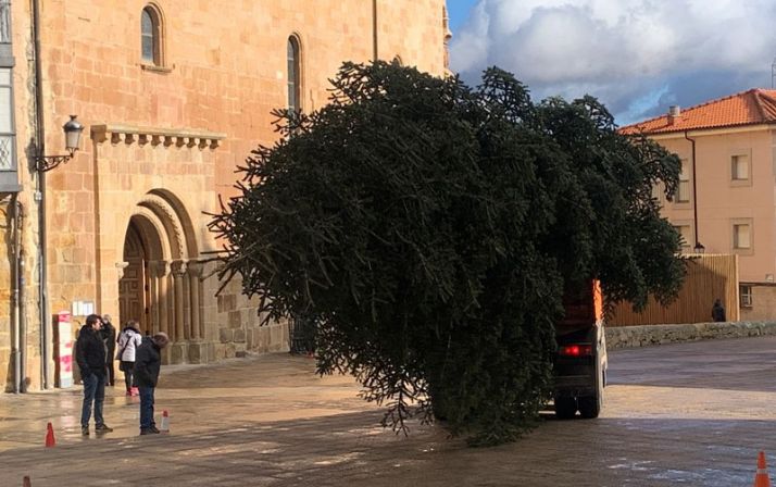 El abeto, camino a su nuevo domicilio. /Ayto.