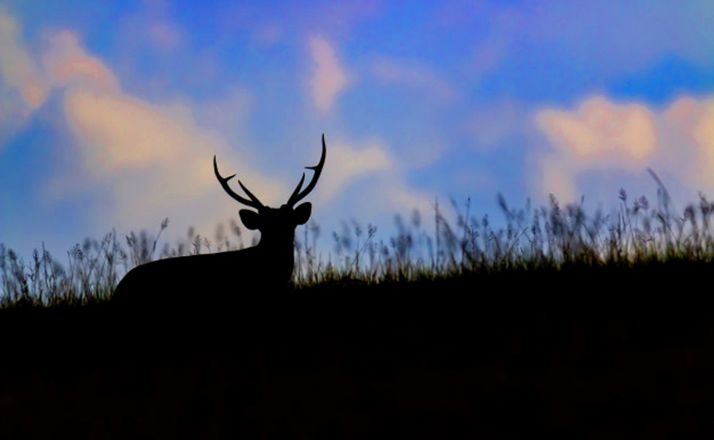 El anteproyecto de la Ley de caza recibe 162 alegaciones