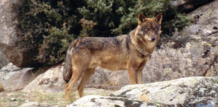 El TSJCyL declara ilegal la muerte de 173 lobos entre 2016 y 2019