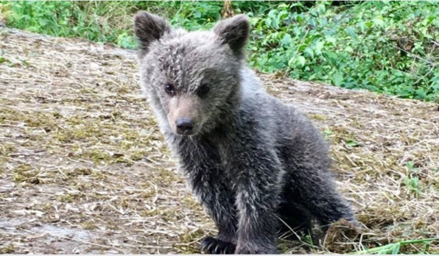 La adaptación de la osezna Saba a su nuevo entorno, liberada en octubre, evoluciona con normalidad