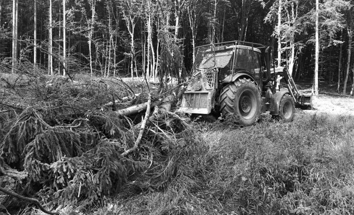 Labores de desbroce en un bosque. 