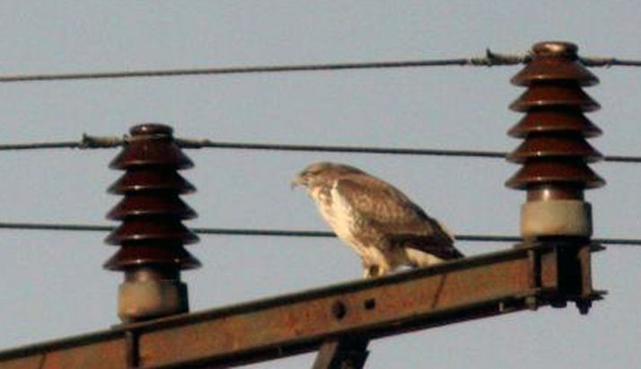 Una rapaz en un poste eléctrico.
