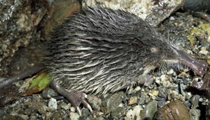  Un ejemplar de desmán ibérico.