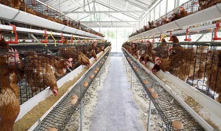 Una explotación aviar de puesta en una imagen de archivo. 