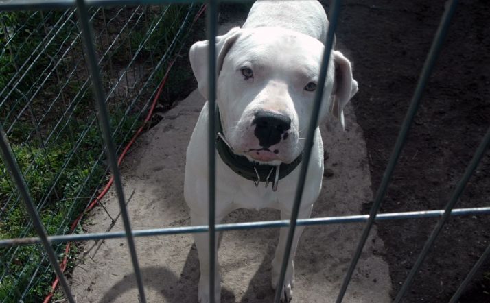 El perro, origen de la investigación, una vez confinado. /SdG