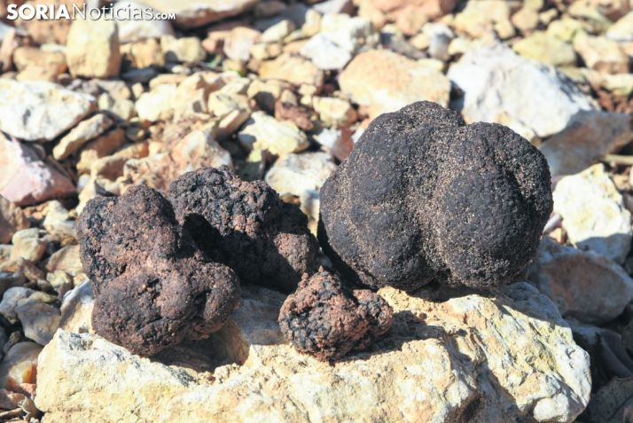 La Diputación aboga por la Marca de Garantía de la Trufa Negra de Soria