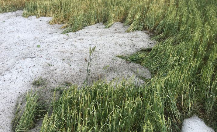 ASAJA Soria pide una reducción de los módulos fiscales, valorándose las incidencias climatológicas de 2019