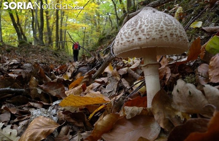 MICO incorpora la solicitud telemática para la creación de Parques Micológicos