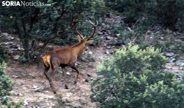 Un ciervo en un monte de la provincia. /SN